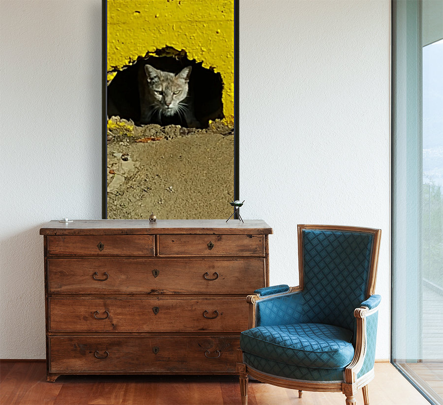 Cat Peaking Out Reproduction
