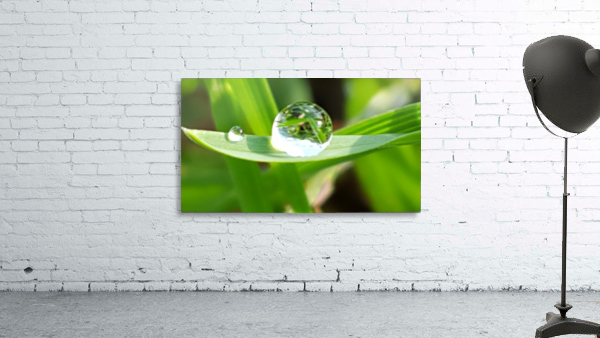 Dew Drops Wall Preview