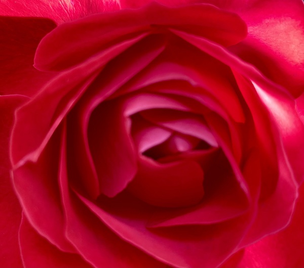 Into a rose… Digital Download