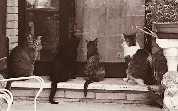 Four cats Digital Download