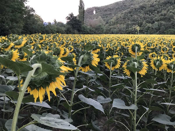 Sunflowers Digital Download