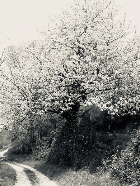 Spring Digital Download