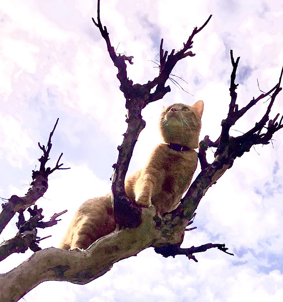 Climbing  Digital Download