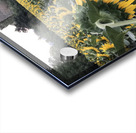 Sunflowers Acrylic print