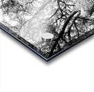 Ancient trees view from below Acrylic print