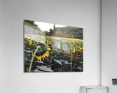 Sunflowers Acrylic Print