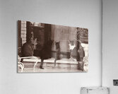 Four cats Acrylic Print