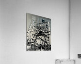 Old plows Acrylic Print
