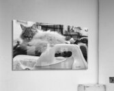 Cat and iron Acrylic Print