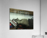  Just sleep on it Acrylic Print