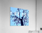 Rebirth 1 Acrylic Print
