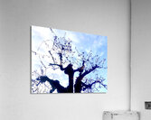 Rebirth 2 Acrylic Print