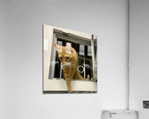 Spotted Acrylic Print