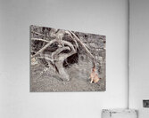 Harmony Acrylic Print