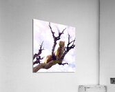 Climbing  Acrylic Print