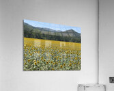 Sunflowerland  Acrylic Print