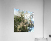 Spring cotton-like bush flowers Acrylic Print