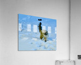 Furtive Siberian cat Acrylic Print
