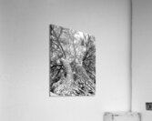 Ancient trees view from below Acrylic Print