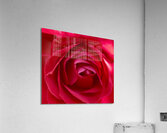 Into a rose… Acrylic Print