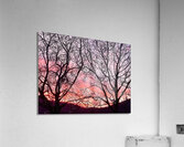 Sunset and branches Acrylic Print