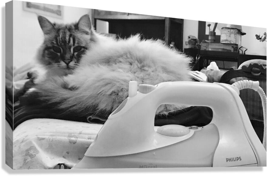 Cat and iron Canvas Print