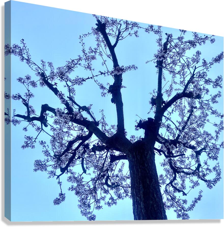Rebirth 1 Canvas Print
