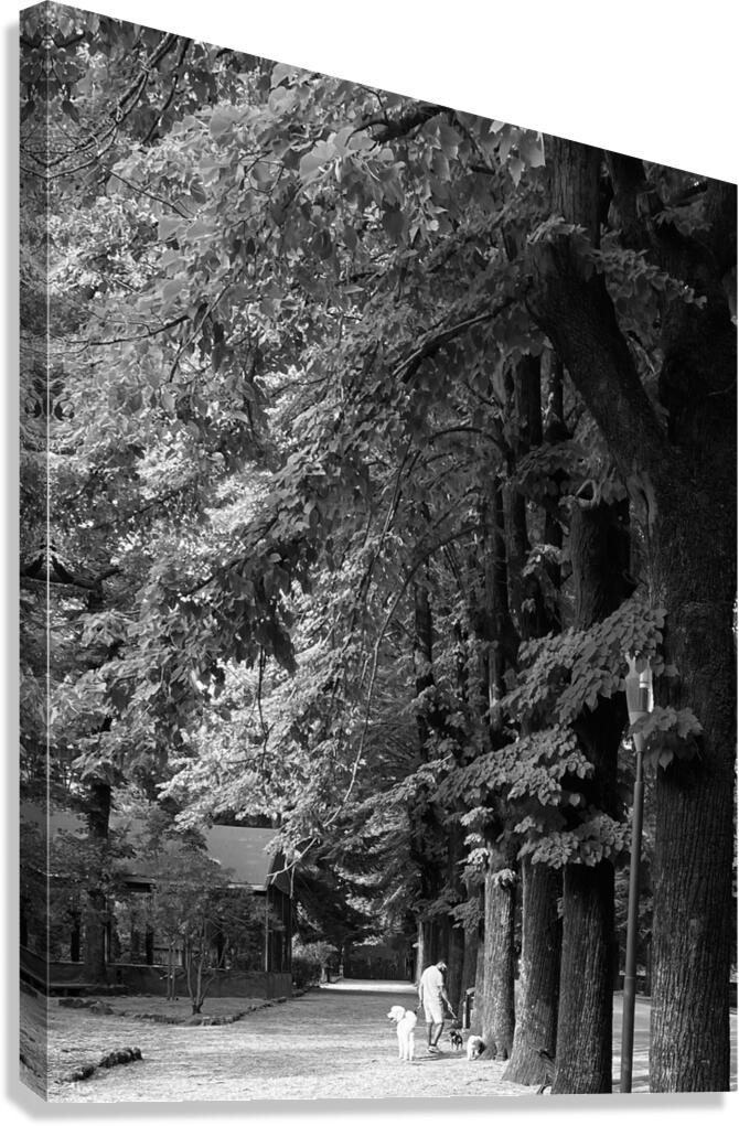 Dogsitting in the park Canvas Print