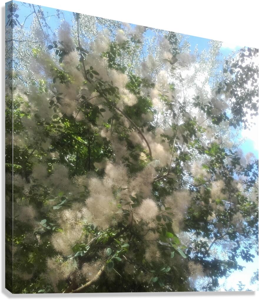 Spring cotton-like bush flowers Canvas Print