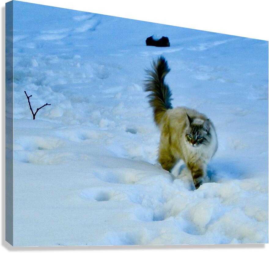 Furtive Siberian cat Canvas Print