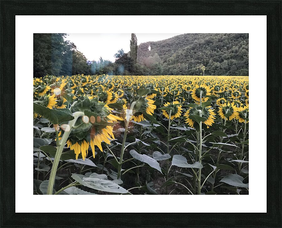 Sunflowers Picture Frame print