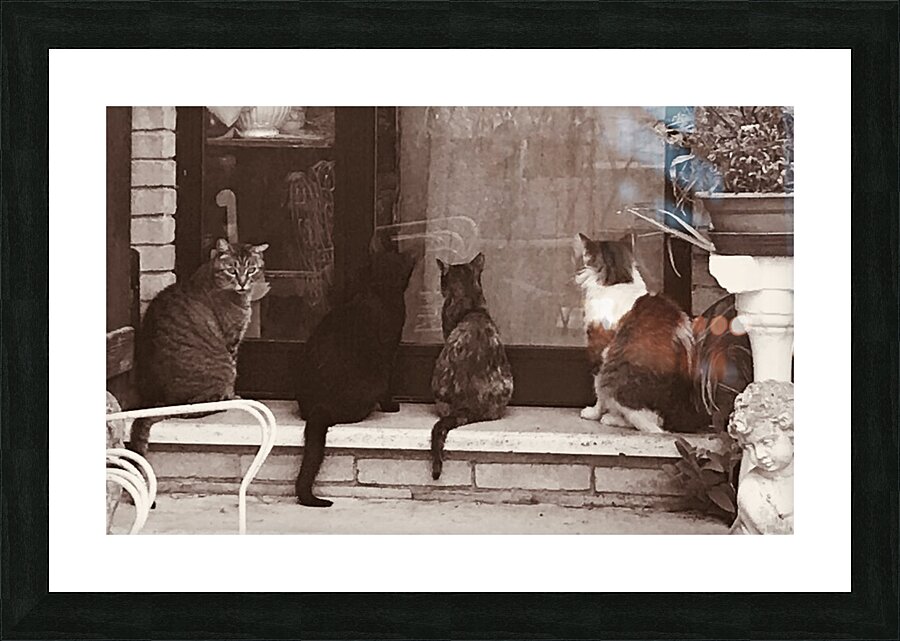 Four cats Picture Frame print