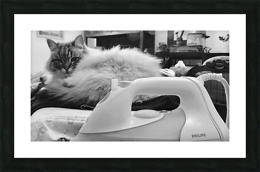 Cat and iron Picture Frame print