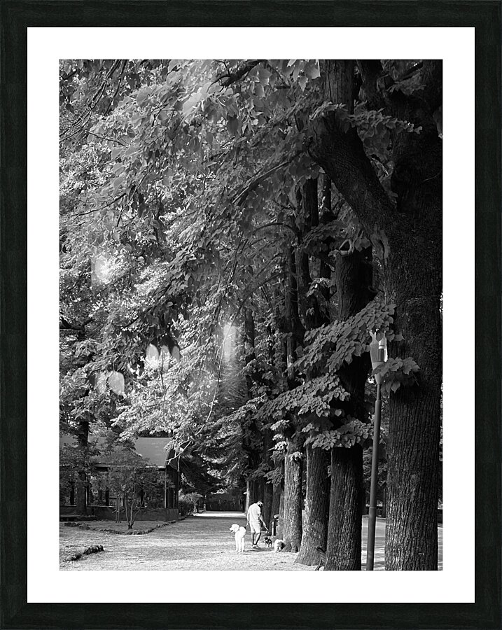 Dogsitting in the park Picture Frame print