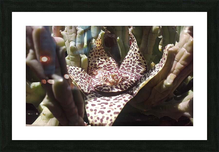 Prestige 2 Picture Frame print
