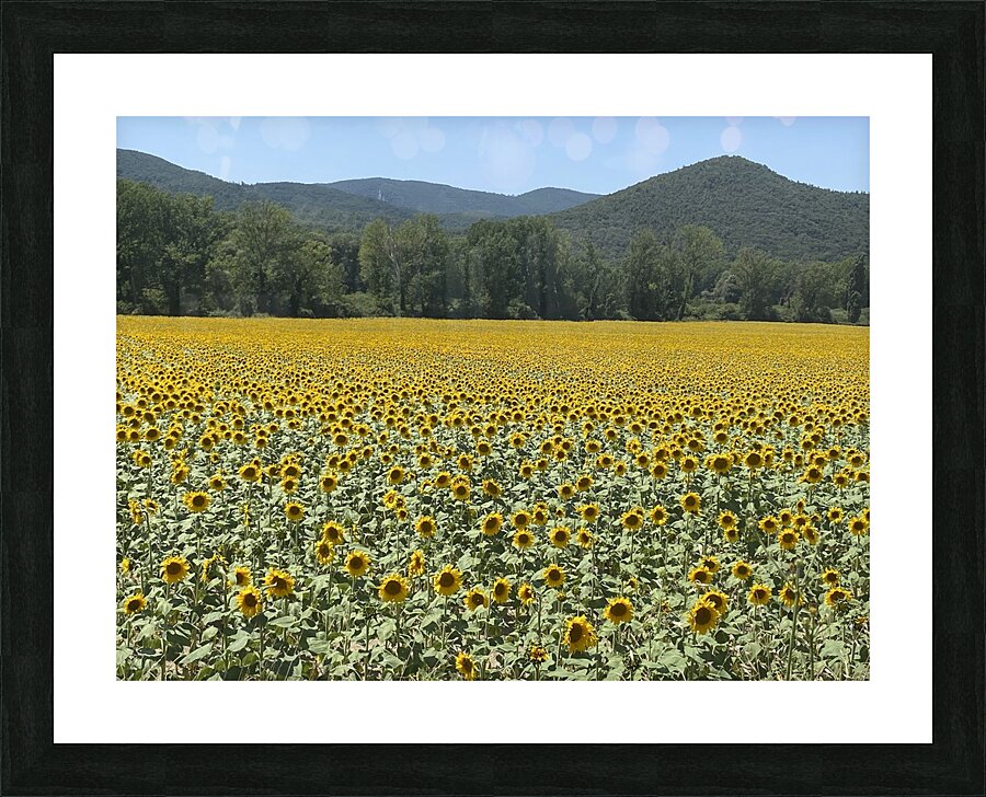 Sunflowerland  Picture Frame print