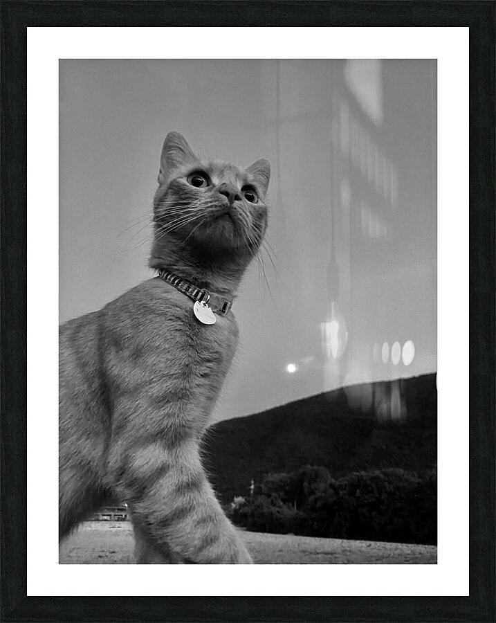 Cat at dusk Picture Frame print