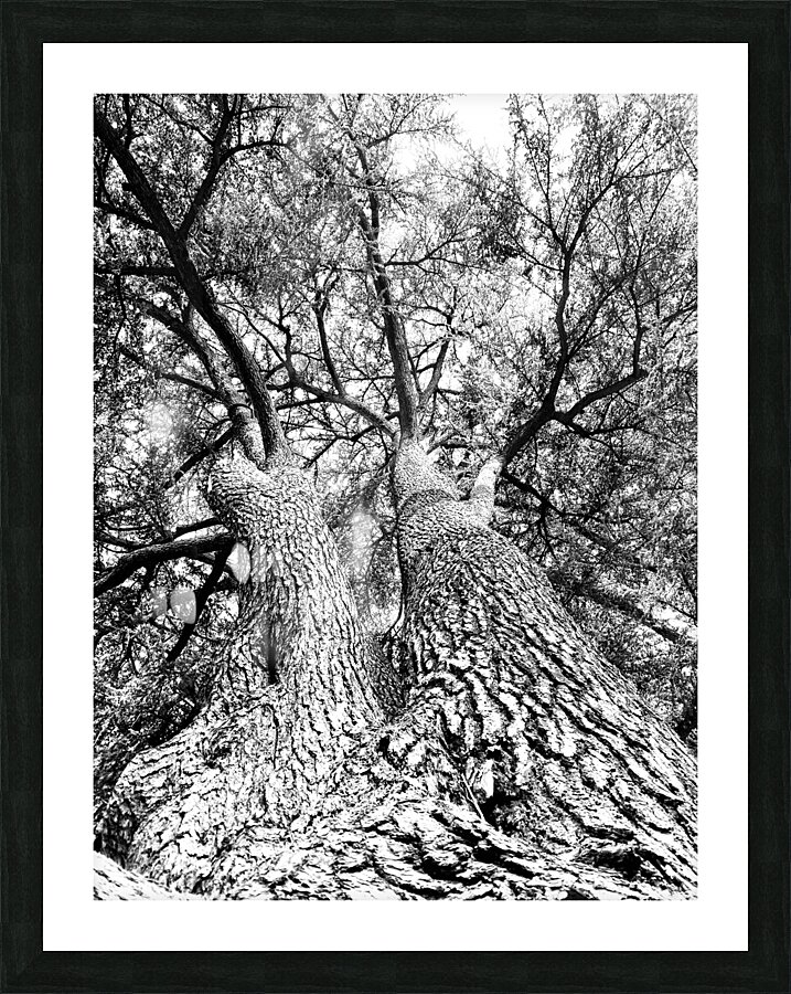 Ancient trees view from below Picture Frame print