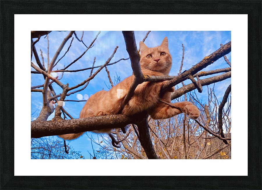 Reach the sky Picture Frame print