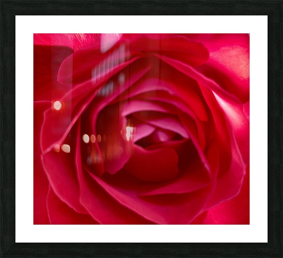 Into a rose… Picture Frame print