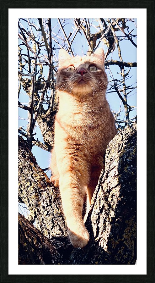 Looking up Picture Frame print