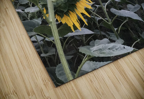 Sunflowers PIE puzzle