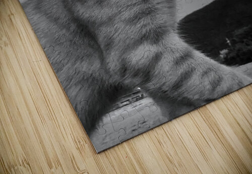 Cat at dusk PIE puzzle
