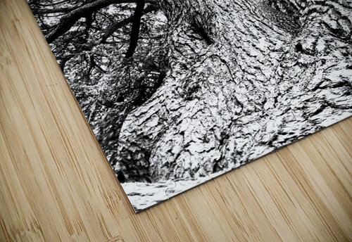 Ancient trees view from below PIE puzzle