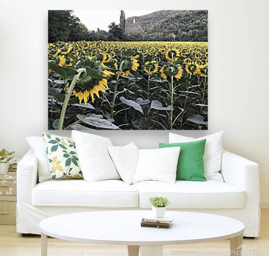 Sunflowers Reproduction