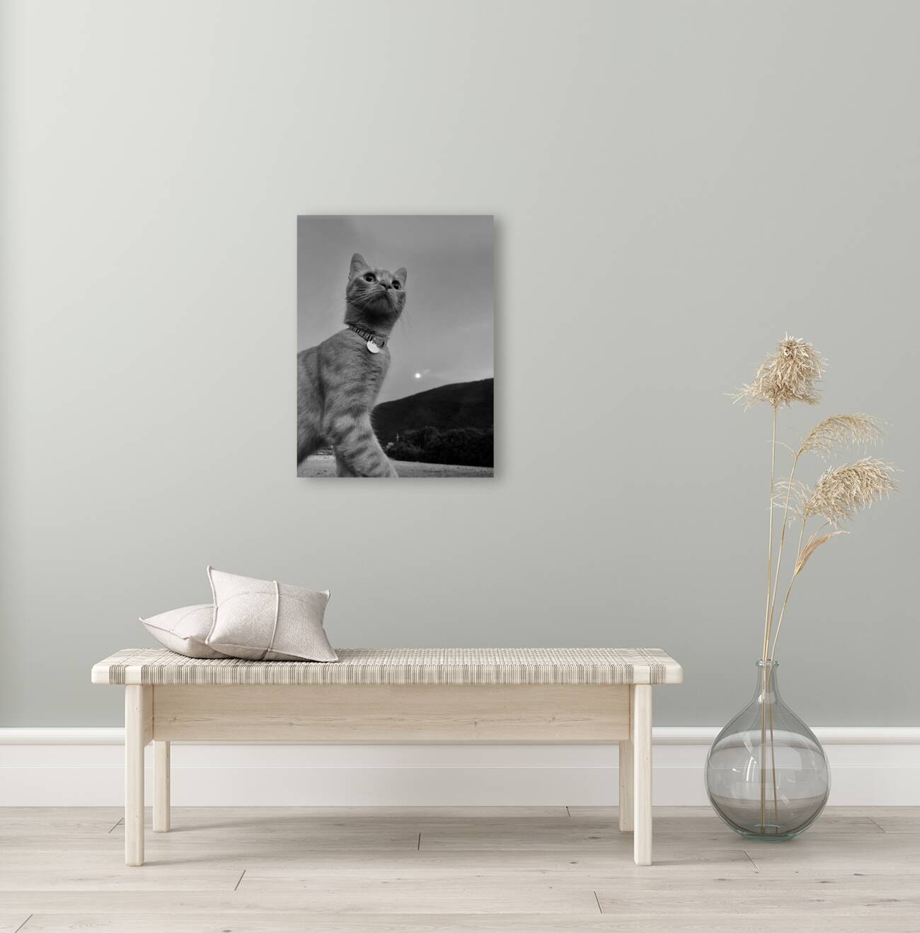 Cat at dusk Reproduction