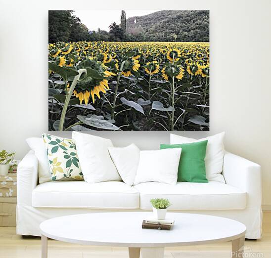Sunflowers Reproduction