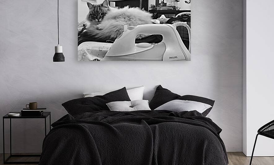 Cat and iron Reproduction
