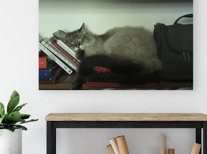  Just sleep on it Reproduction