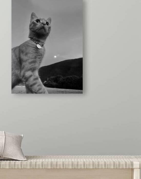 Cat at dusk Reproduction